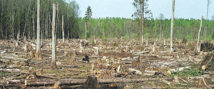 О проблемах вырубки городских лесов